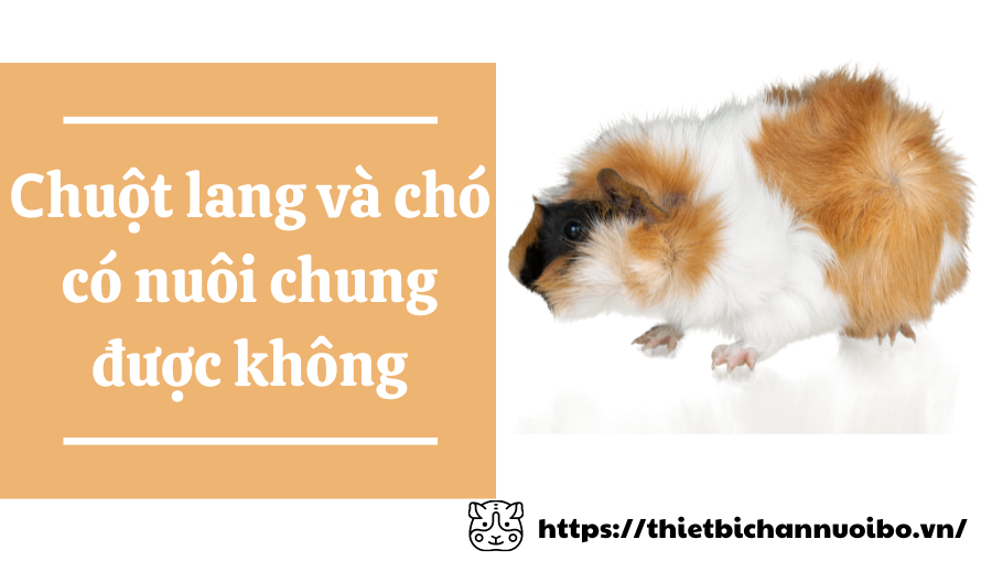 Chuột Lang Bọ Ú Guinea Pig