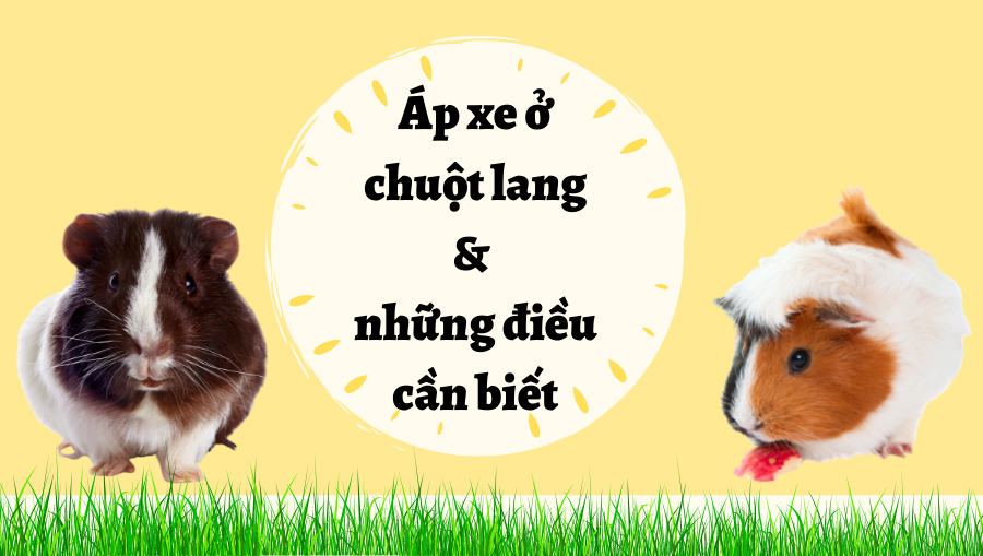 Thiết Kế Không Tên (31)