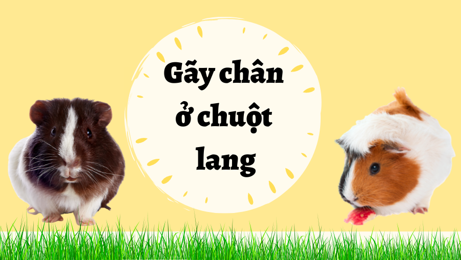 Thiết Kế Không Tên (32)