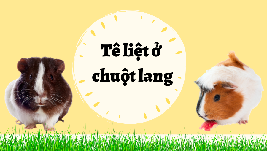 Tê Liệt ở Chuột Lang