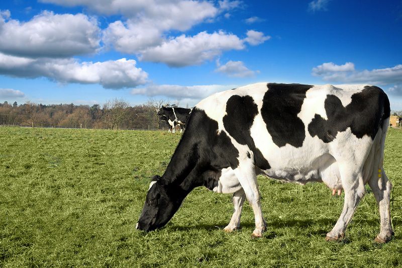 Chan_nuoi_bo_a_chau_0972502979.thietbichannuoitraubo