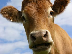 Chan_nuoi_bo_trau_a_chau_0972502979