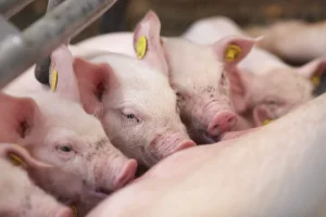 Chan_nuoi_heo_a_chau_0972502979_thietbichannuoi