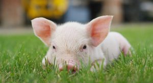 Chan_nuoi_bo_0972502979