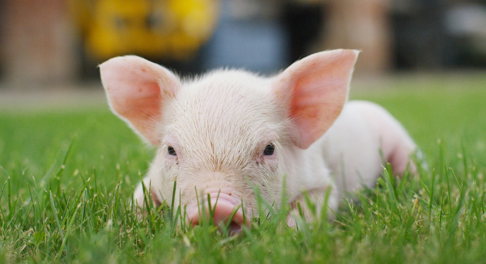 Chan_nuoi_bo_0972502979