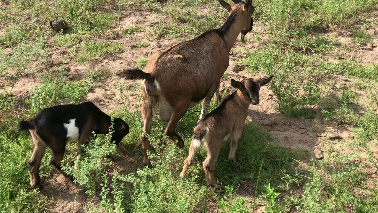 Chan_nuoi_bo_0972502979 (2)