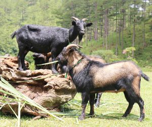 Chan_nuoi_bo_0972502979 (2)