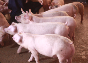 Chan_nuoi_bo_0972502979 (2)