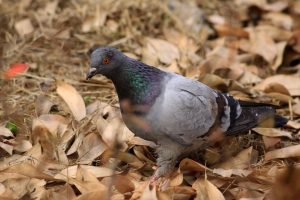 Chan_nuoi_bo_0972502979