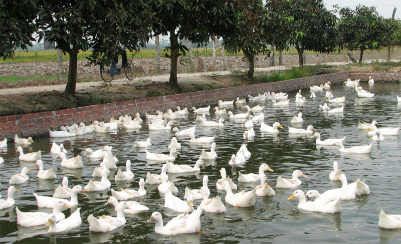 Chan_nuoi_bo_0972502979