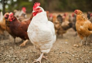 Chan_nuoi_bo_0972502979