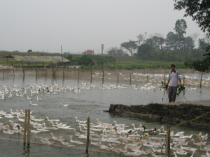 Chan_nuoi_bo_0972502979