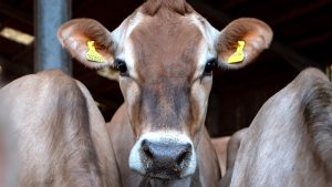 Chan_nuoi_bo_0972502979