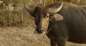 Chan_nuoi_bo_0972502979