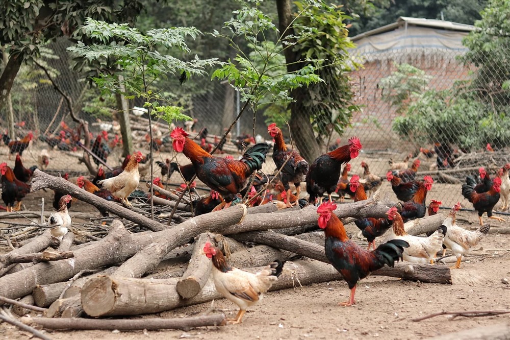 Cao Bằng Hiệu quả mô hình liên kết chăn nuôi gà thả vườn  Cổng Thông Tin  Hội Liên hiệp Phụ nữ Việt Nam