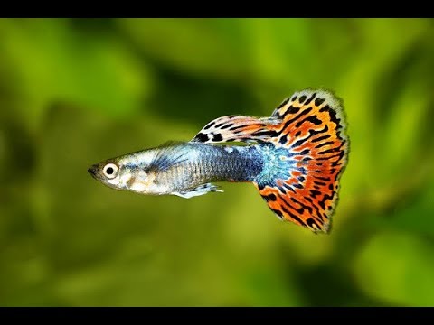 Chan_nuoi_bo_0972502979