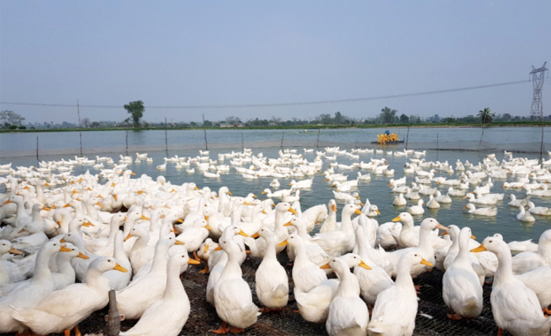 Chan_nuoi_bo_0972502979