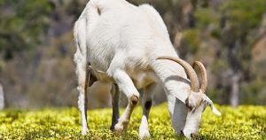 Chan_nuoi_bo_0972502979