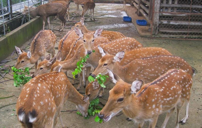 Chan_nuoi_bo_0972502979