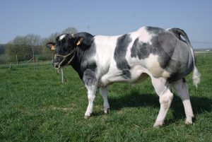 Chan_nuoi_bo_0972502979