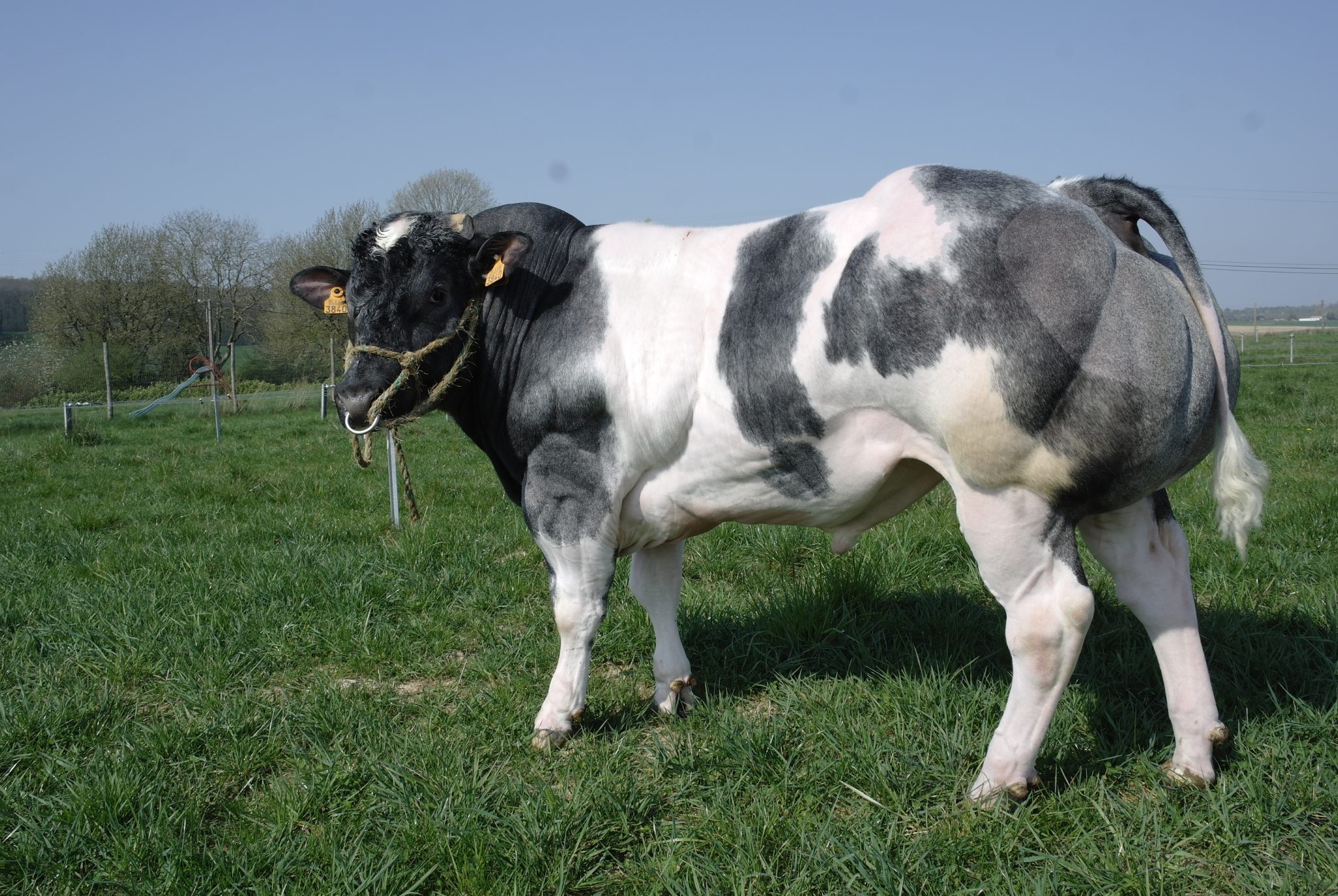 Chan_nuoi_bo_0972502979