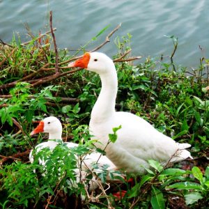 Chan_nuoi_bo_0972502979