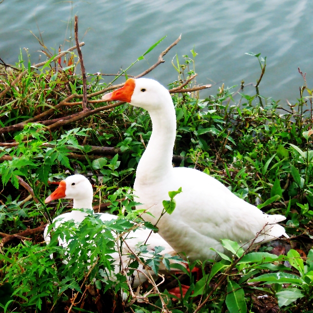 Chan_nuoi_bo_0972502979