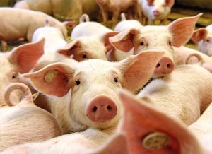 Chan_nuoi_bo_0972502979