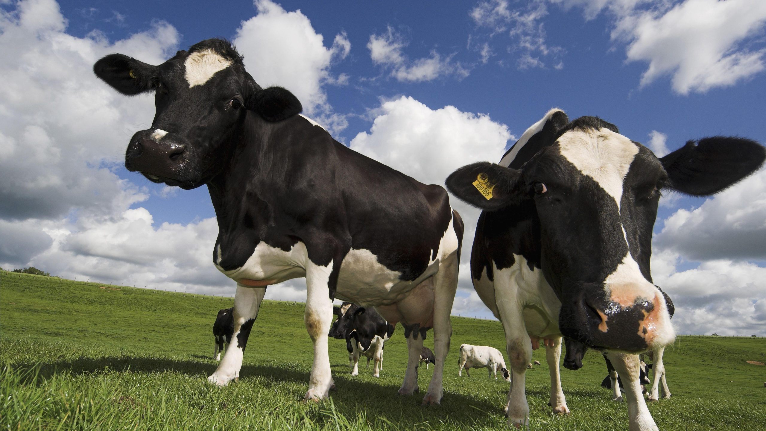 Chan_nuoi_bo_0972502979