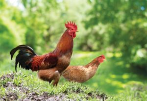 Chan_nuoi_bo_0972502979