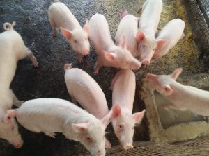 Chan_nuoi_bo_0972502979