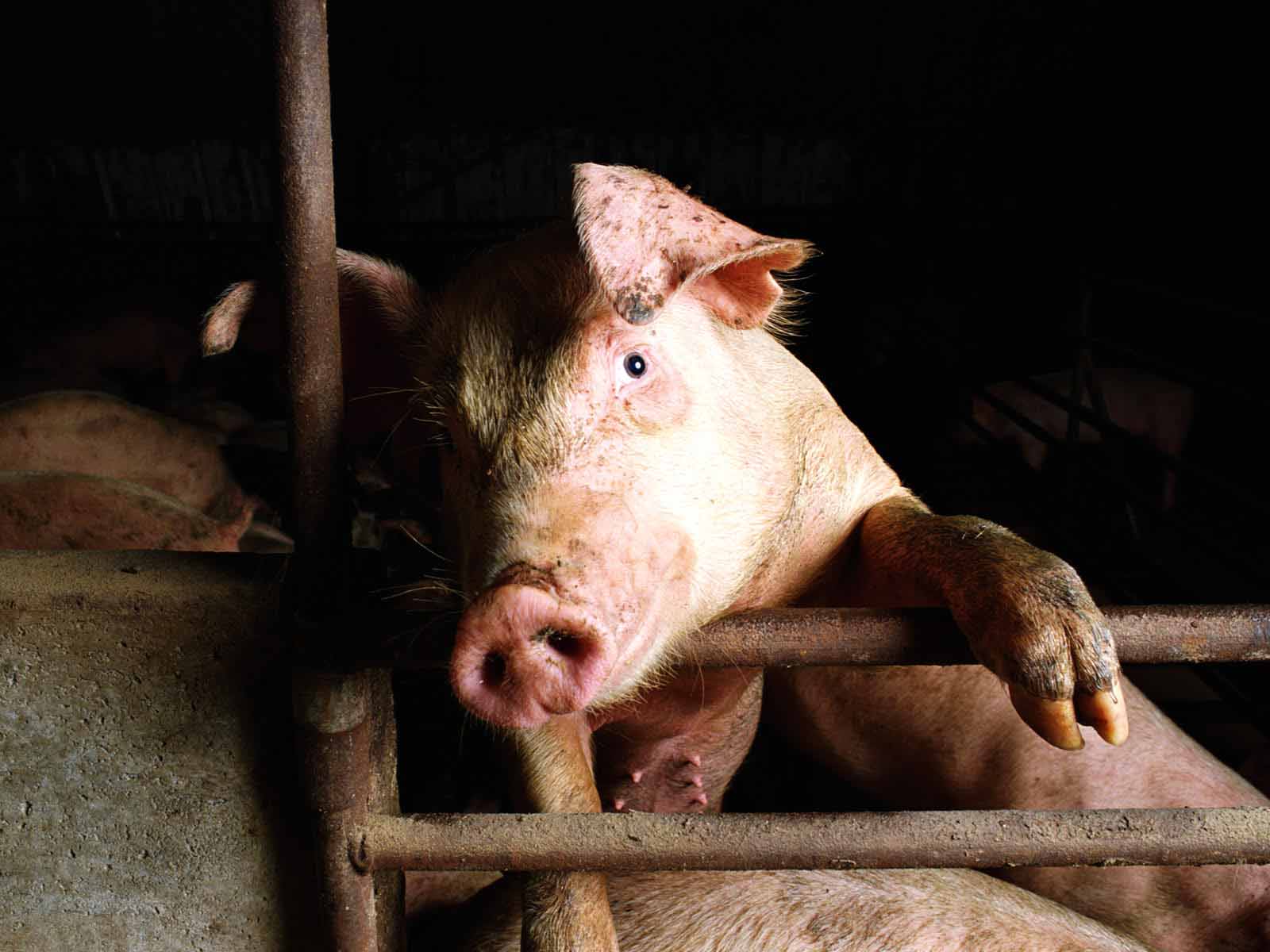 Chan_nuoi_bo_0972502979