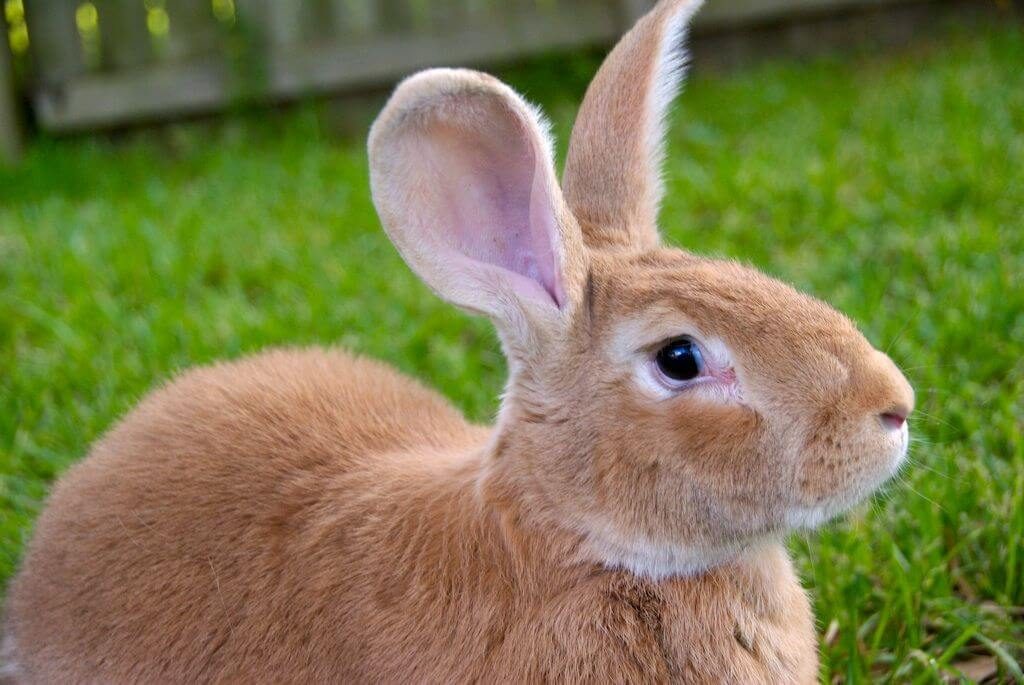 Chan_nuoi_bo_0972502979