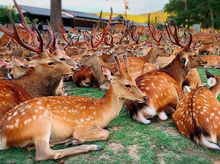 Chan_nuoi_bo_0972502979