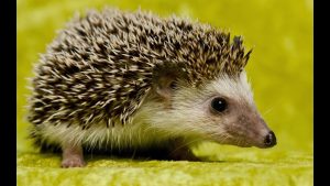 Chan_nuoi_bo_0972502979