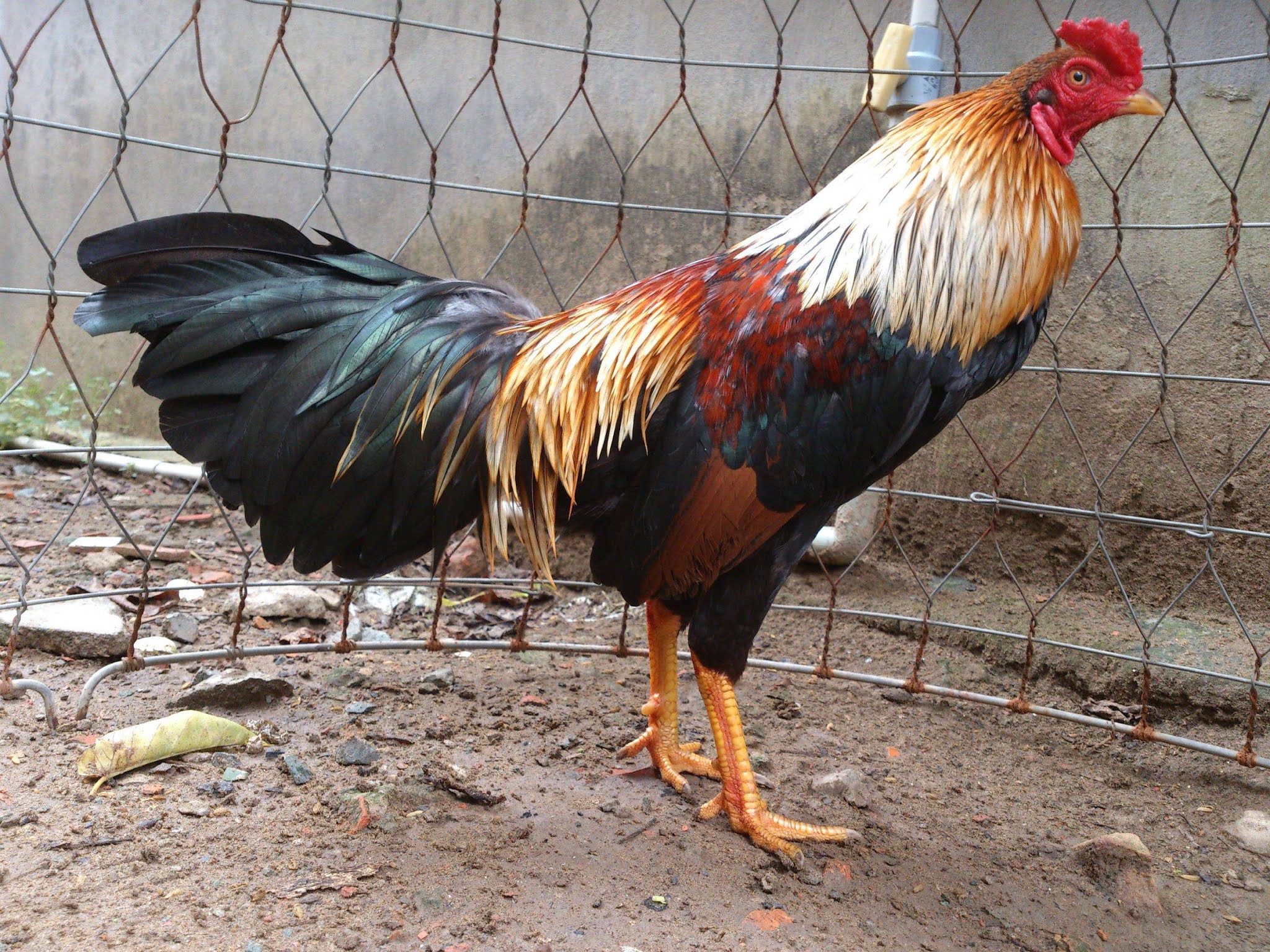 Chan_nuoi_bo_0972502979