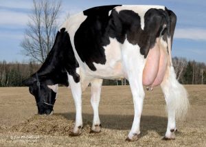 Chan_nuoi_bo_0972502979