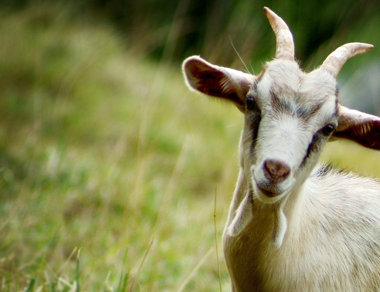 Chan_nuoi_bo_0972502979