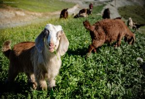 Chan_nuoi_bo_0972502979