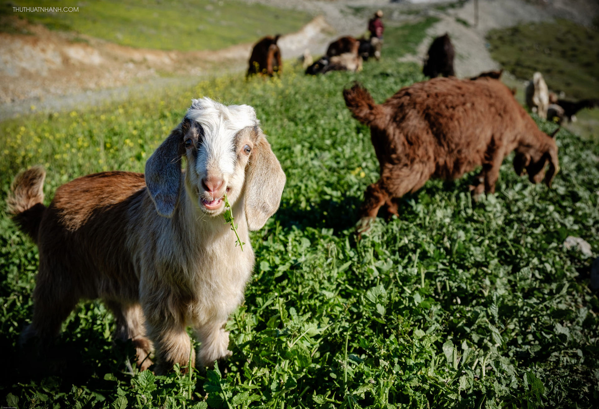 Chan_nuoi_bo_0972502979