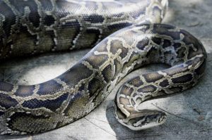 Chan_nuoi_bo_0972502979