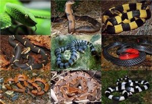 Chan_nuoi_bo_0972502979