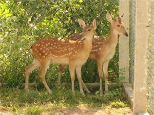 Chan_nuoi_bo_0972502979