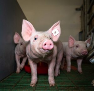 Schweinehaltung - Neugieriges Ferkel Im Konventionellen Stall. Neugierig Blickendes Saugferkel In Einem Konventionellen