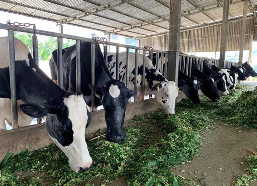 Chan_nuoi_bo_0972502979.achau