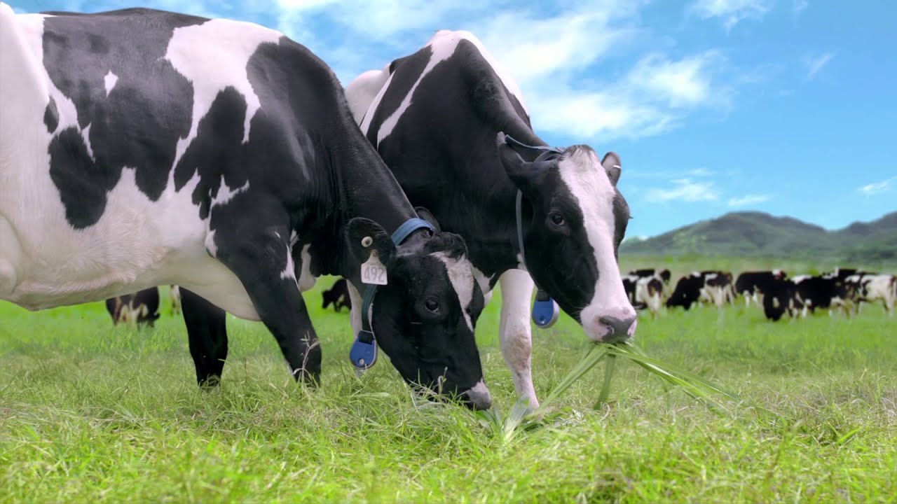 Các giống bò sữa và phương pháp chăn nuôi giúp cho nhiều sữa