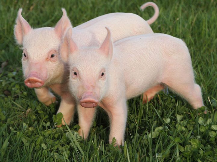 Chan_nuoi_bo_0972502979.achau