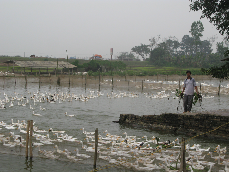 Chan_nuoi_bo_0972502979