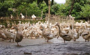 Chan_nuoi_bo_0972502979_achau