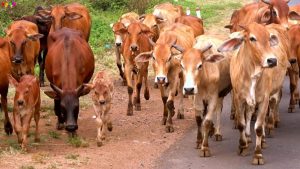 Chan_nuoi_bo_0972502979_achau